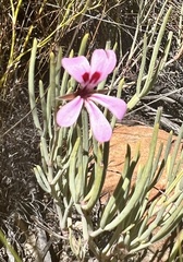 Pelargonium laevigatum oxyphyllum