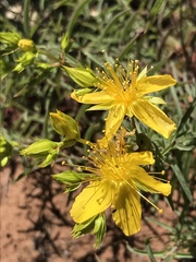 Hypericum concinnum
