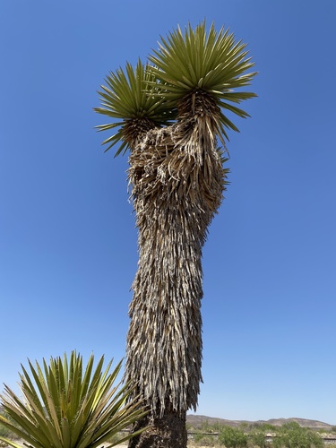 Yucca faxoniana