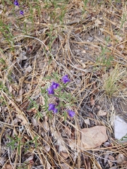 Scutellaria siphocampyloides