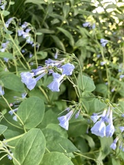 Mertensia virginica