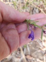 Scutellaria siphocampyloides