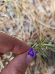 Scutellaria siphocampyloides