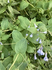 Mertensia virginica
