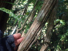 Griselinia lucida