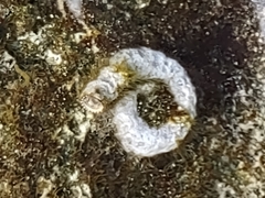 Thylacodes variabilis