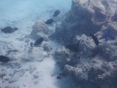 Acanthurus nigrofuscus