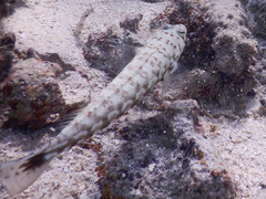 Parapercis millepunctata