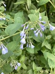 Mertensia virginica