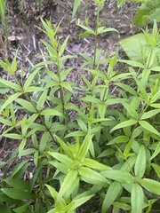 Galium arkansanum
