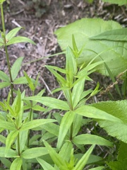 Galium arkansanum