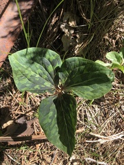 Trillium kurabayashii