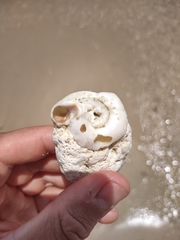 Thylacodes variabilis