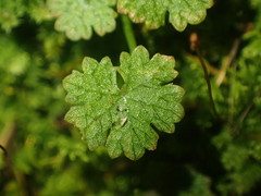 Hydrocotyle moschata parvifolia