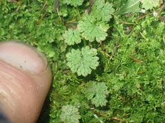 Hydrocotyle moschata parvifolia