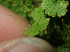 Hydrocotyle moschata parvifolia