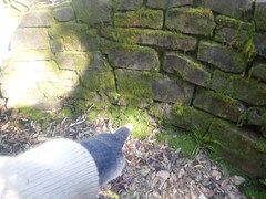 Hydrocotyle moschata parvifolia