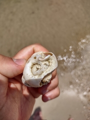 Thylacodes variabilis