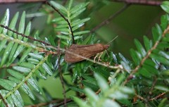 Virbia opella