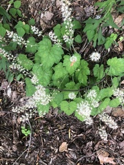 Tiarella wherryi