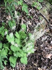 Tiarella wherryi