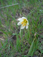Fritillaria liliacea
