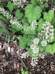 Tiarella wherryi
