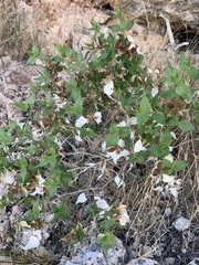 Brickellia atractyloides