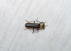 Podabrus flavicollis