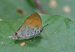 Drupadia ravindra