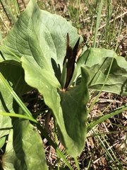 Trillium kurabayashii