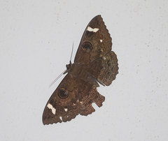 Erebus hieroglyphica