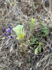 Calochortus luteus