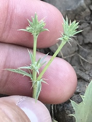 Eryngium aristulatum