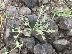 Eryngium aristulatum