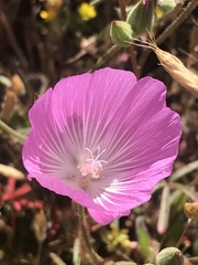 Sidalcea hartwegii