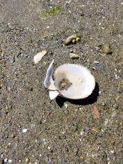 Clinocardium nuttallii