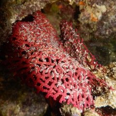 Ophiothela mirabilis