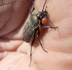 Carabus tuberculosus
