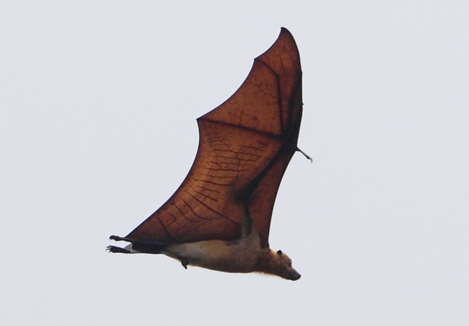 Great Flying Fox