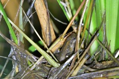 Crinia parinsignifera