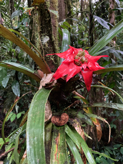 Guzmania conglomerata