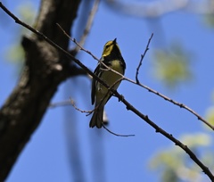 Setophaga virens