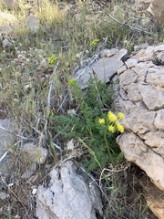 Lomatium parryi