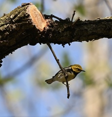 Setophaga virens