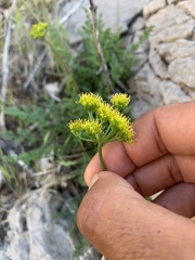 Lomatium parryi