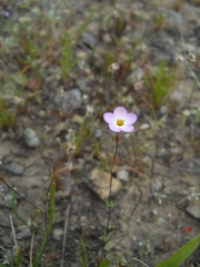 Leptosiphon ambiguus