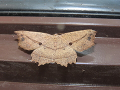 Polyacme subpulchra