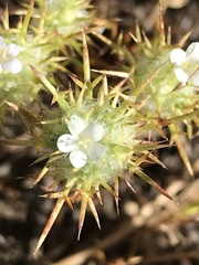 Navarretia intertexta