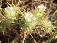 Navarretia intertexta